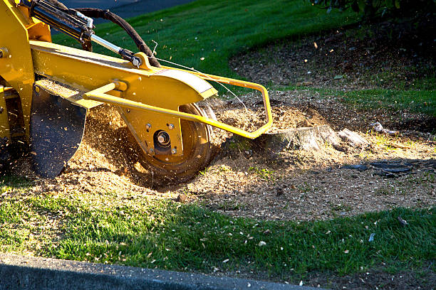 Seasonal Cleanup (Spring/Fall) in Redwood Falls, MN