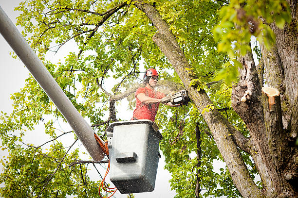 Reliable Redwood Falls, MN  Tree Services Solutions